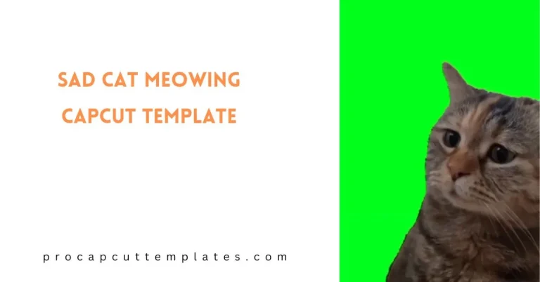 CapCut Sad Cat Meowing Template